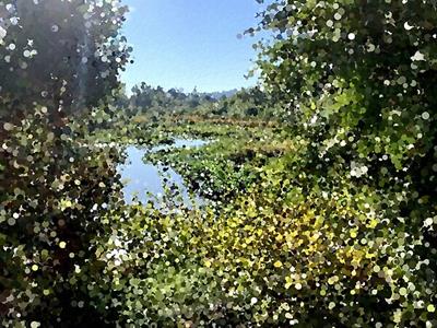 Boggy Stretch of Summer Creek