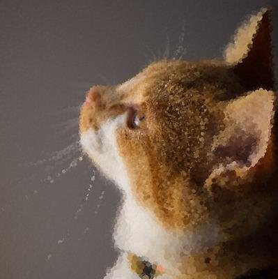 Orange White Kitten