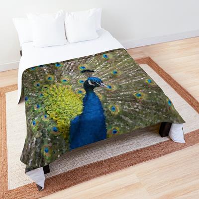 Peacock Plumiage