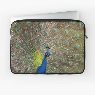 Peacock Plumiage
