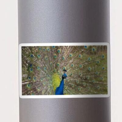 Peacock Plumiage