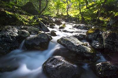 Rocky Forest Stream