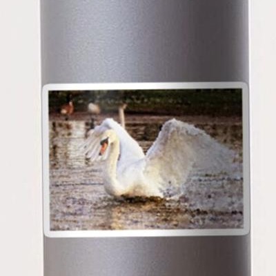 Strutting Swan