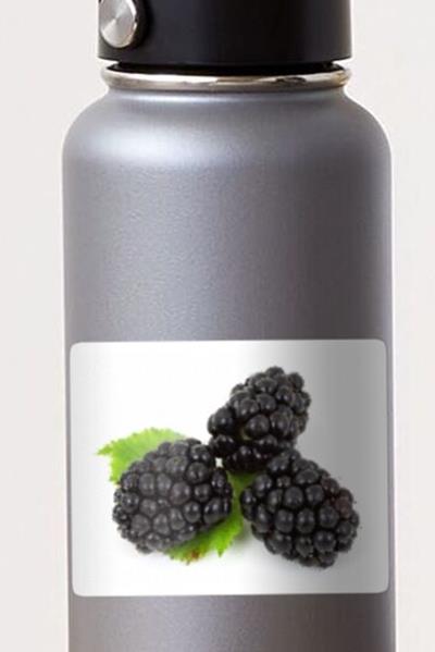 Three Perfect Blackberries