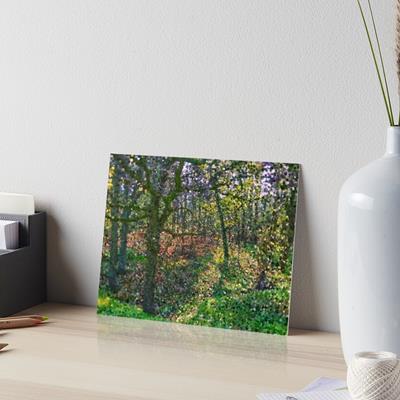 Vivid Autumn Forest