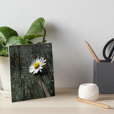 White Daisy on Wood Deck