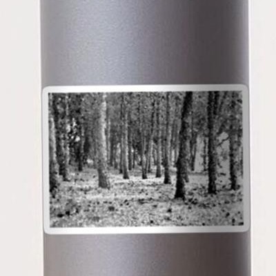 Woods in Black and White